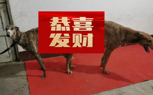 弹簧大刀X蝎子尾 900115000929502.jpg