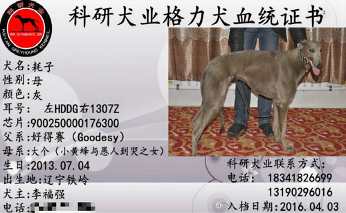 耗子 900250000176300，HDDG1307Z