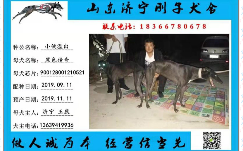 2019年9月11日济宁王康的格力犬种母黑色传奇使用济宁刚子犬舍的格力