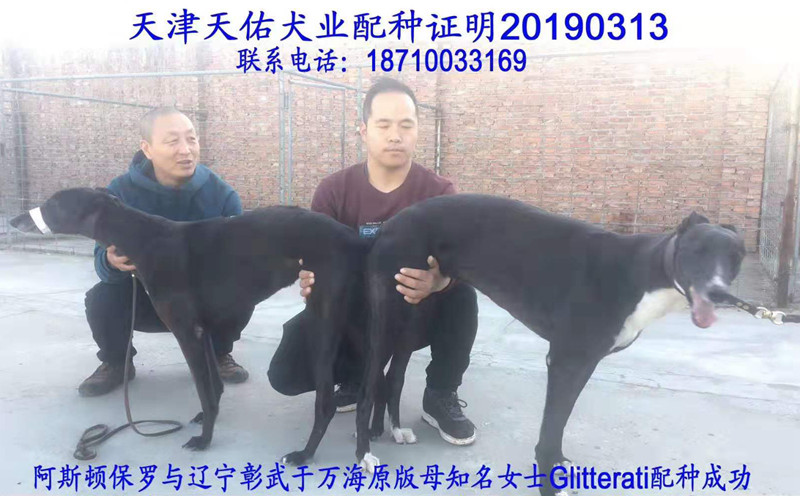 于万海的格力犬种母知名女士使用天佑犬业的格力犬种公阿斯顿保罗配种