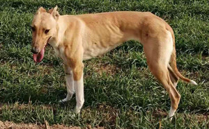 猫王公主 900115000131669,h488 格力犬yy-格力犬中英文血统查询