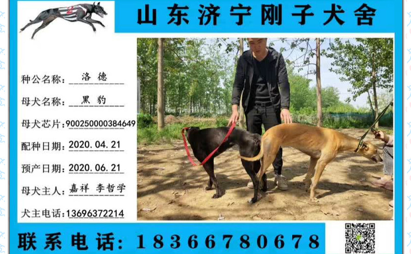 x黑豹 2020年4月21日嘉祥李哲学的格力犬种母黑豹使用济宁刚子犬舍的