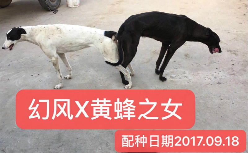 幻风 x玛丽 2017年9月18日玉田徐国宝的格力犬种母玛丽使用玉田徐国宝