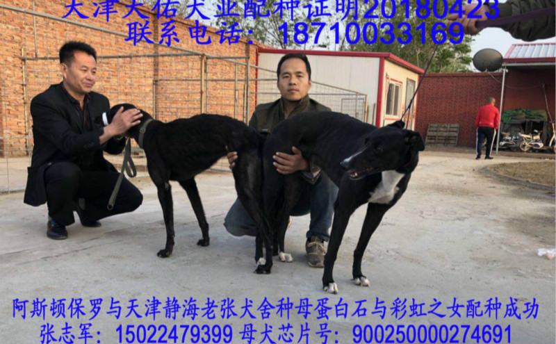 张志军的格力犬种母小彩虹使用天佑犬业的格力犬种公阿斯顿保罗配种