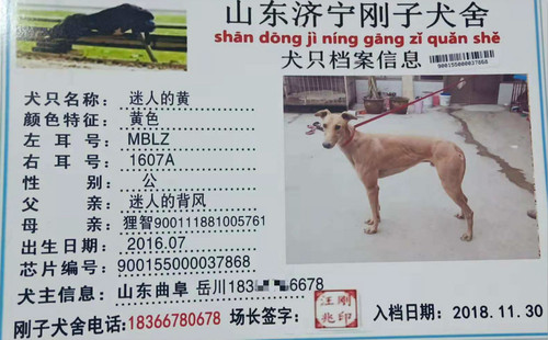 迷人的黄 MBLZ 1607A，900155000037868