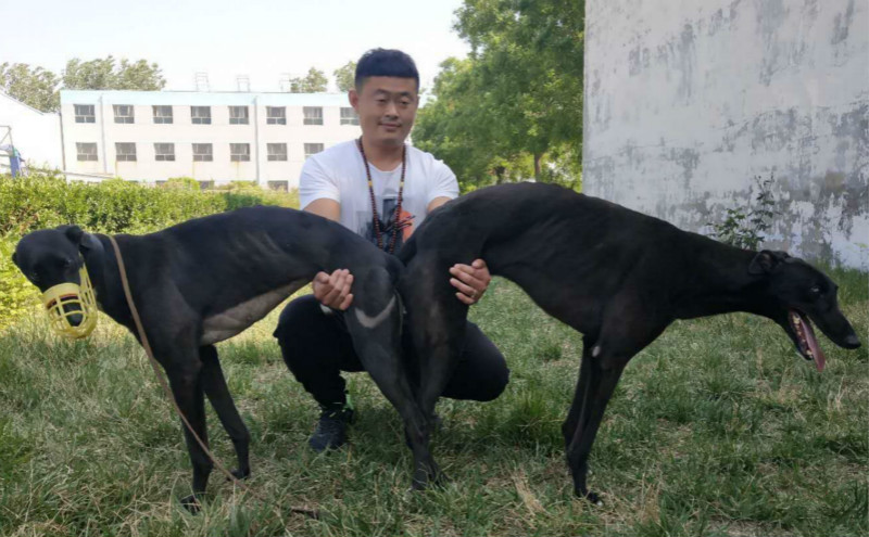 海龙的格力犬种母黑疯使用衡水菲尔达犬业的格力犬种公欧宝怪力配种