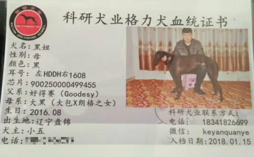 黑妞 900250000499455，HDDH1608