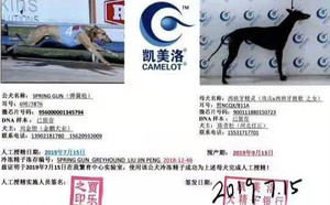 弹簧枪X西班牙精灵 900111880150723，NGQX811A.jpg