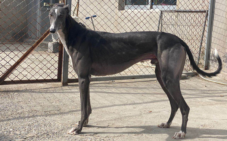 青蛋白石 994083000000066 - 格力犬yy--格力犬血统查询