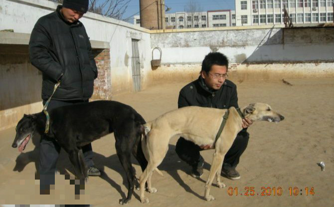 攻击 x20凯 2010年1月25日辛集小二的格力犬种母20凯使用南宫犬业的