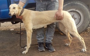 格力犬中英文血统查询