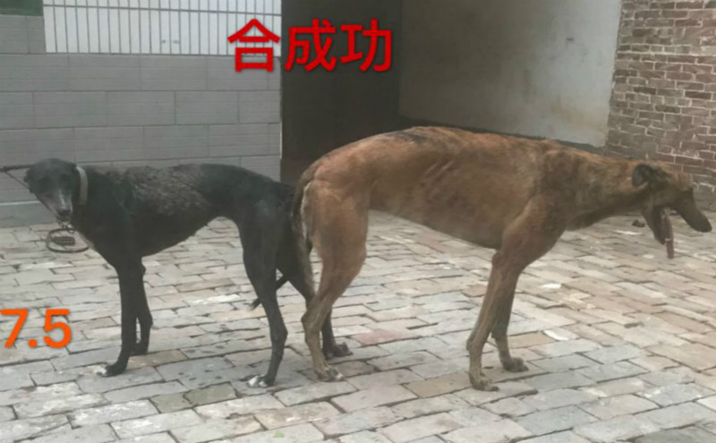 马果胜的格力犬种母黑妞使用聊城马果胜的格力犬种公狸色弹簧枪配种