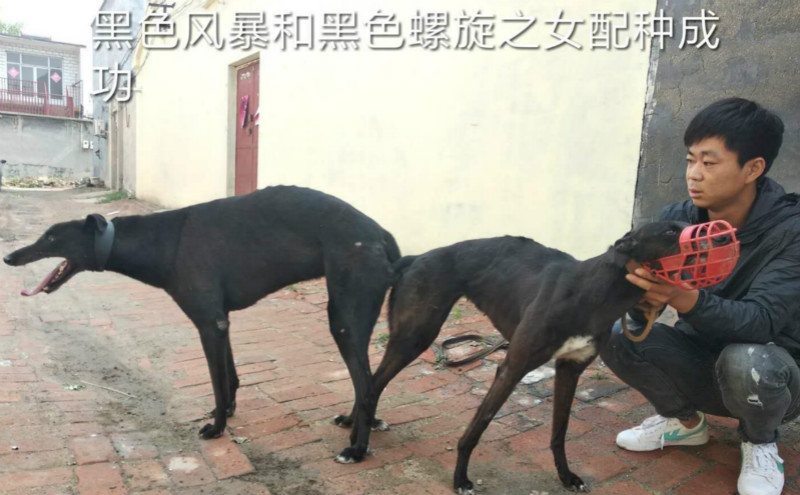 2018年6月11日沧州金宝的格力犬种母黑妞使用沧州李汉民的格力犬种公