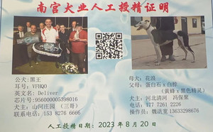 黑王X花浪 900250000274634，TDB22.jpg