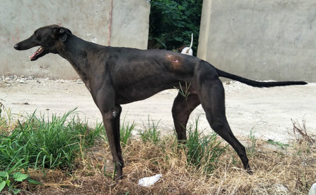 飞鱼1号 ngqx 817a,156111110052449 格力犬yy-格力犬中英文血统