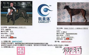幻觉王子X三色皇后 Trixie，956000008302860，NBELZ，特里歇.jpg