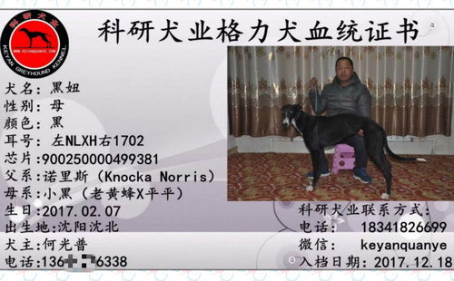 黑妞 900250000499381，NLXH1702