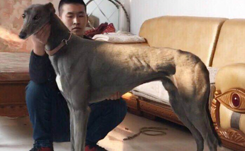 巴西亚使者 900115000031961 - 格力犬yy--格力犬中英文血统查询