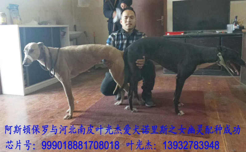 格力犬中英文血统查询