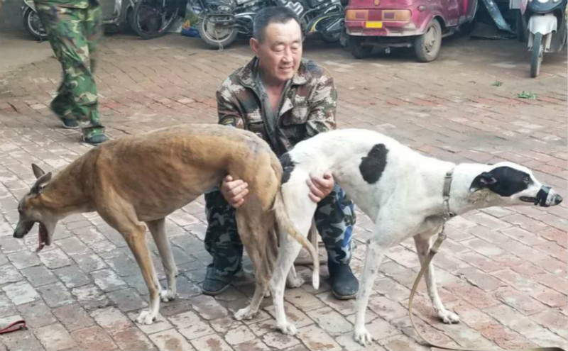 格力犬中英文血统查询