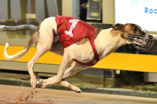 费尔南多 fernando bale - 格力犬yy--格力犬血统查询