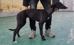 格力犬中英文血统查询