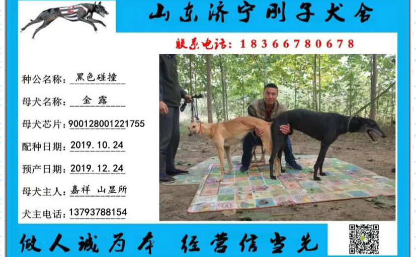 山显所的格力犬种母金露使用济宁刚子犬舍的格力犬种公黑色碰撞配种