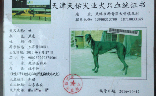 妖 DBHK1，900250000274504