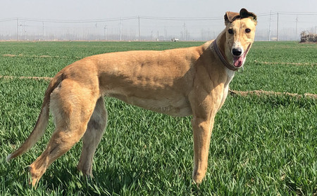 小七dbfl1,515000187032969 格力犬yy-格力犬中英文血统查询
