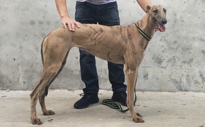 格力犬中英文血统查询
