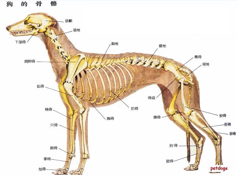 狗的骨骼图