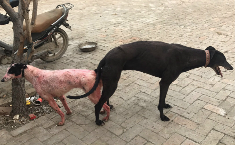 x黑白花 2018年2月19日同为博野县魏广军的格力犬种公可怕的碰撞与种