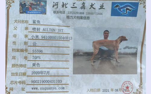 鲨鱼 900219000431103