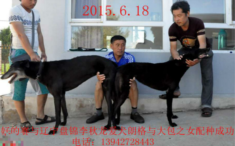 好的赛 x大黑 2015年6月18日盘锦刘秋龙的格力犬种母大黑使用科研犬业