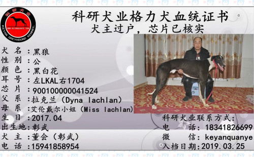 黑狼 900100000041524，LKAL1704，花豹