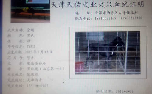 金刚 TY311