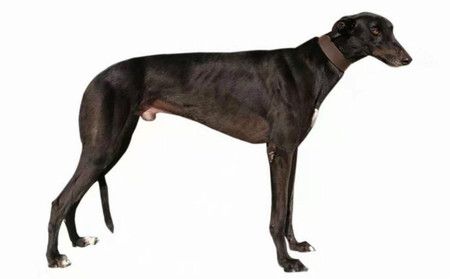 疯狂的石头 156111110095666 格力犬yy-格力犬中英文血统查询