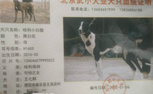 哈利小白腿 136046579990022，H1605