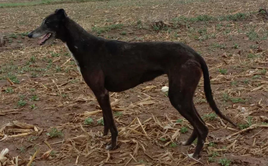 黑凤凰 格力犬yy 格力犬血统查询