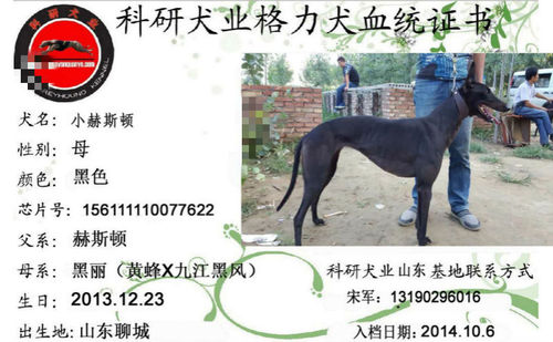 小赫斯顿 156111110077622