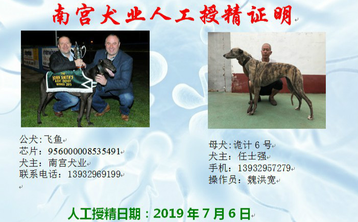 飞鱼 x诡计6号 2019年7月6日南宫犬业的格力犬种母诡计6号使用南宫犬