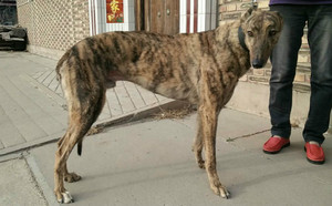 大狸子 dblz8,900250000274575 格力犬yy-格力犬中英文血统查询