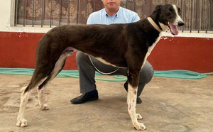 黑风900115000889735，NGXH718M.jpg