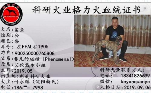 鲨鱼 900250000765808，FFAL1905