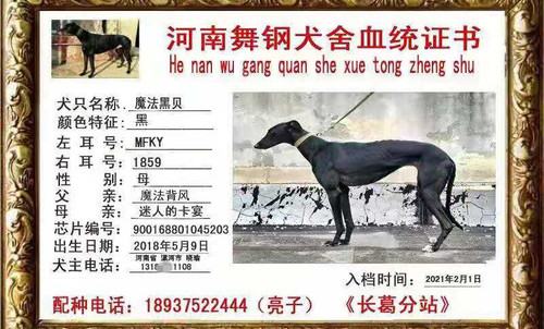 魔法黑贝 900168801045203，MFKY1859