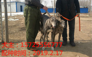 青诺里斯X表示骚特 900115000929162，NGXH911A.jpg