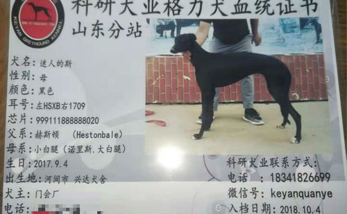 迷人的斯 HSXB 1709，999111888888020