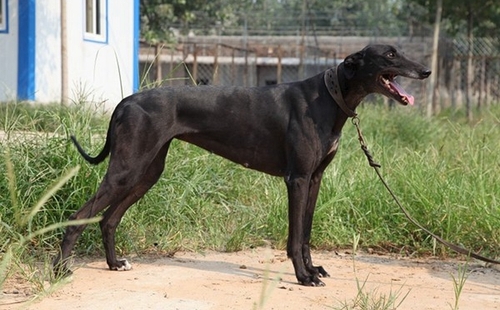 黑色乡村 Dark Country，127G4007