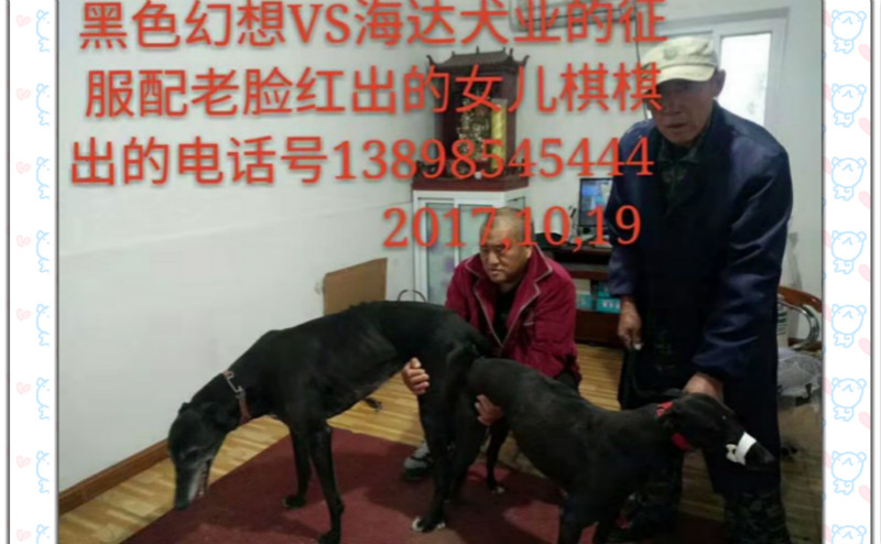 犬业的格力犬种母小征服使用彰武海达犬业的格力犬种公黑色幻想配种