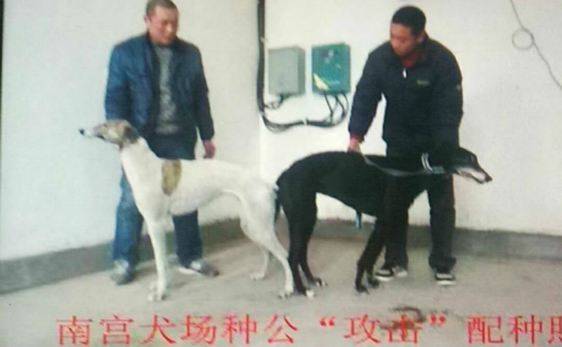 攻击 x花母 2012年1月31日保定李一会的格力犬种母花母使用南宫犬业的